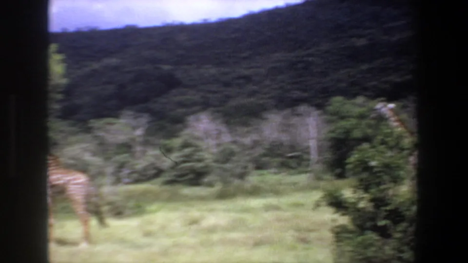 1969 Pretoria home-movie frame with giraffes partly visible in grassy habitat near trees and a dark hillside.