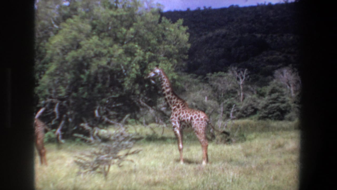 A giraffe stands in tall grass beside leafy trees and brush.