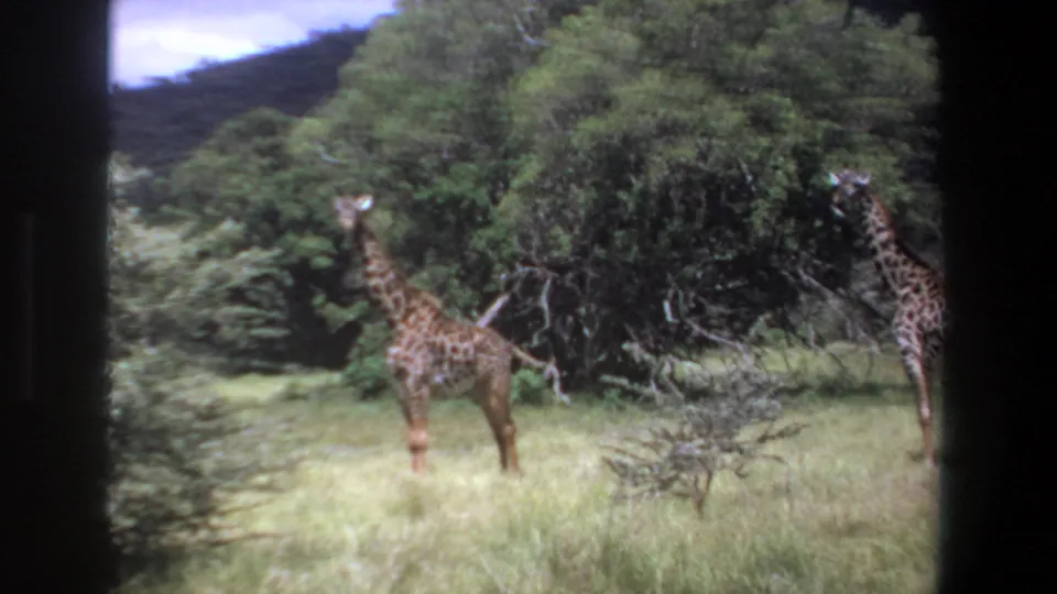 1969 Pretoria home-movie frame with two giraffes near bushes, one partly cut off at the right edge.