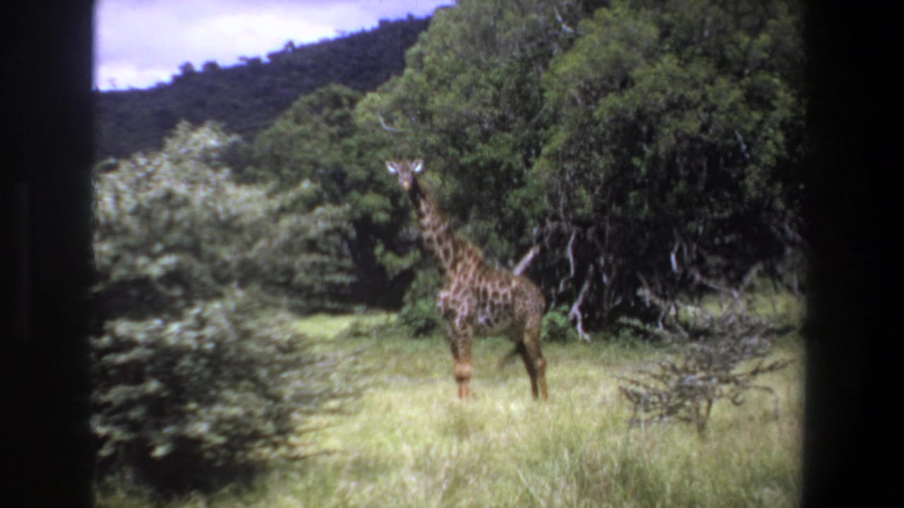 A giraffe stands alert in a grassy clearing near dense trees, from 1969 Pretoria home-movie footage.