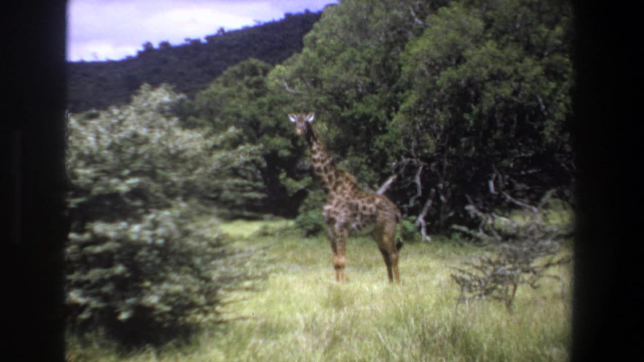 Giraffe in a grassy clearing beside dense green vegetation.