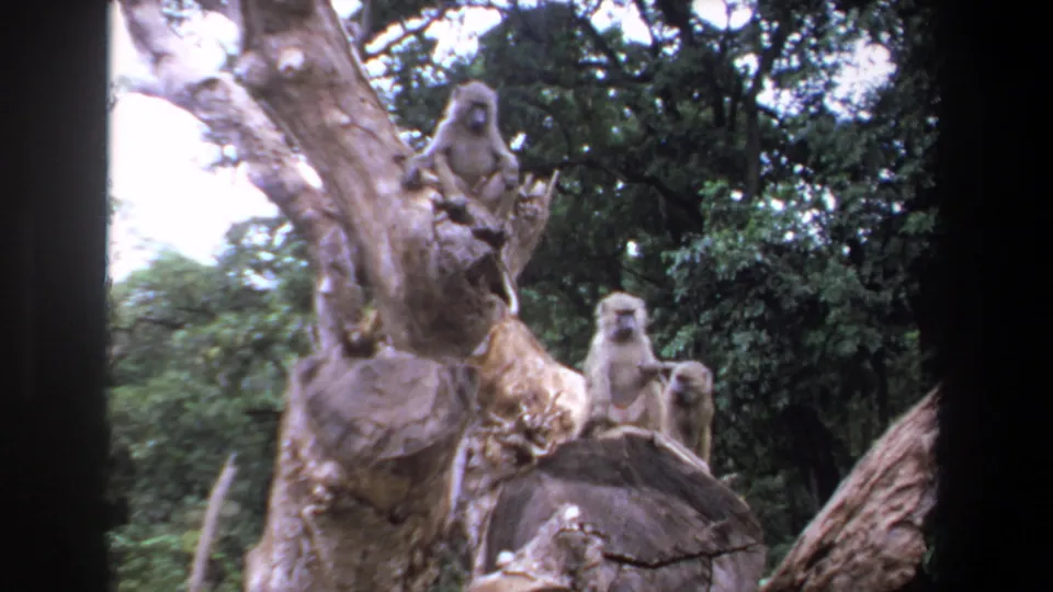 Several baboons perch on and around a weathered tree stump in 1969 Pretoria home-movie footage.
