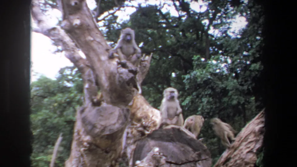 Baboons sit and move around a large stump against dense green foliage in the Pretoria wildlife scene.