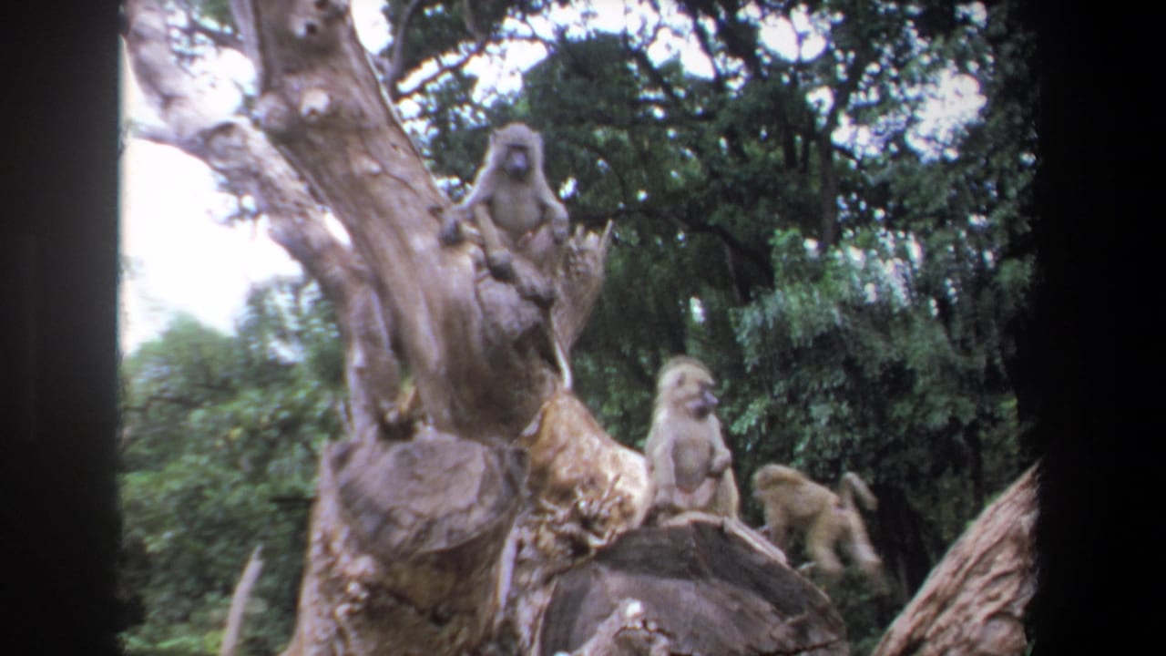 1969 Pretoria 8mm frame showing three baboons perched on a pale, knotted tree trunk in a wooded outdoor setting.