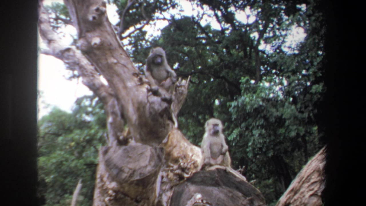 1969 Pretoria home-movie frame with baboons sitting on a weathered tree trunk, surrounded by green foliage and 8mm borders.