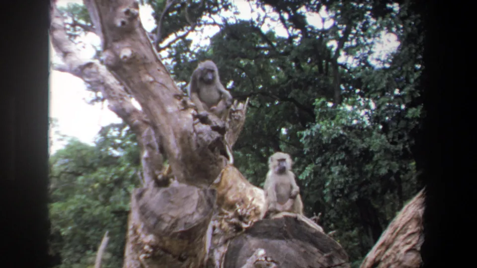 1969 Pretoria 8mm still showing baboons spaced along a gnarled tree trunk in a leafy outdoor habitat.