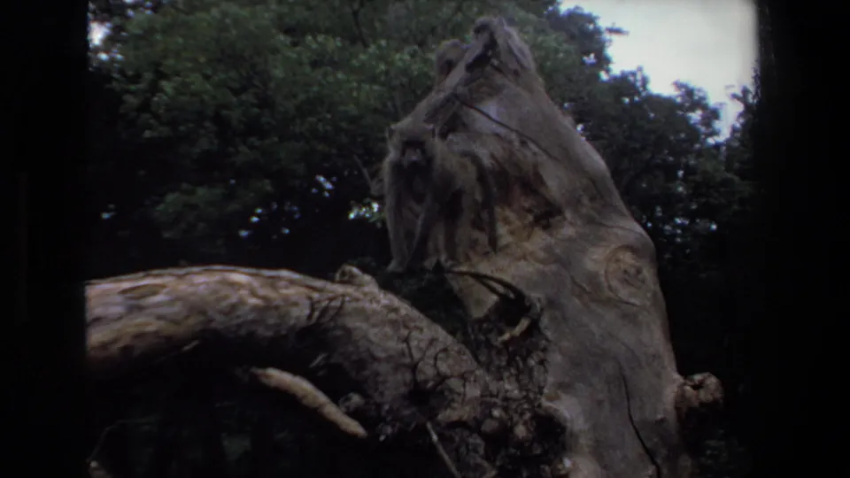 Late clip frame from the 1969 Pretoria 8mm footage focusing on the gnarled tree and heavy branches, with baboons no longer clear.