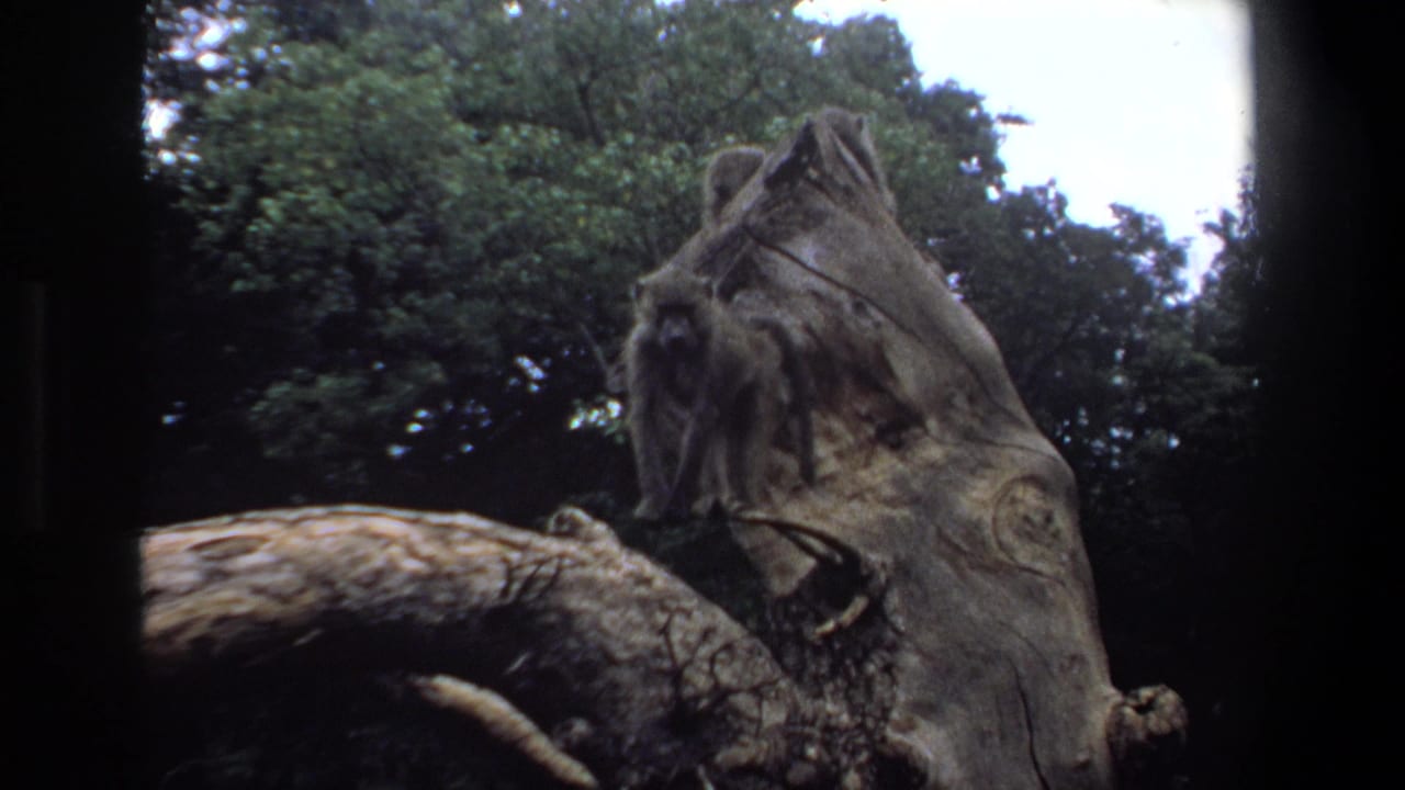 1969 Pretoria 8mm frame showing baboons perched on a rough tree stump against dense green foliage.