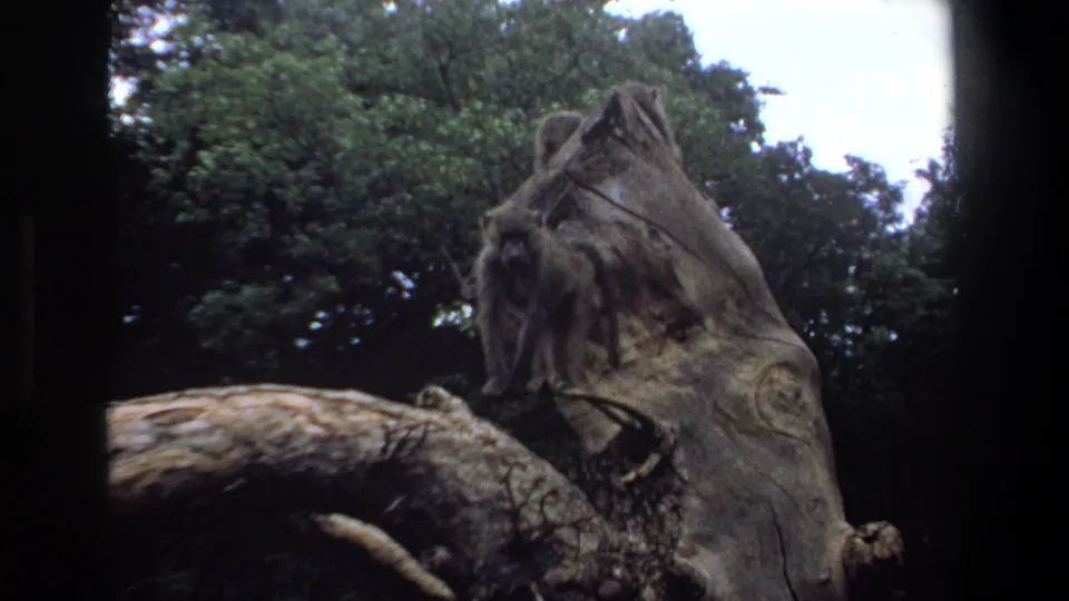 1969 Pretoria 8mm frame showing baboons perched on a rough tree stump against dense green foliage.