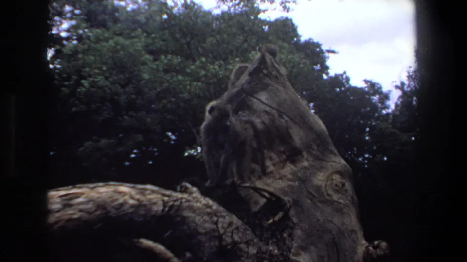 Vintage 8mm view of a baboon perched high on a weathered stump with leafy trees and sky behind it in Pretoria.