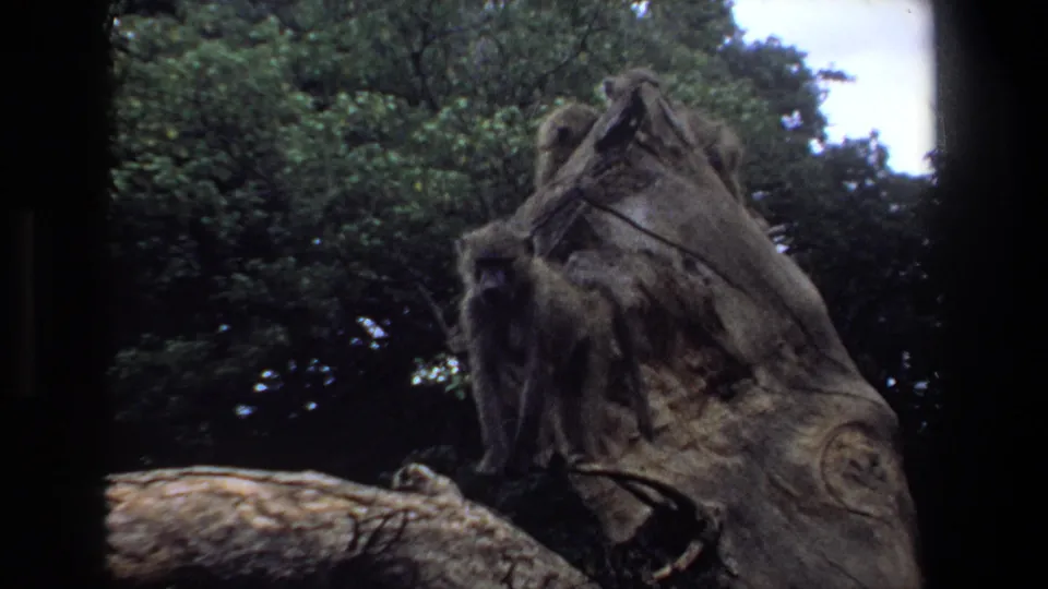 End frame of 1969 Pretoria 8mm footage with baboons on a rugged stump in front of dense green trees.