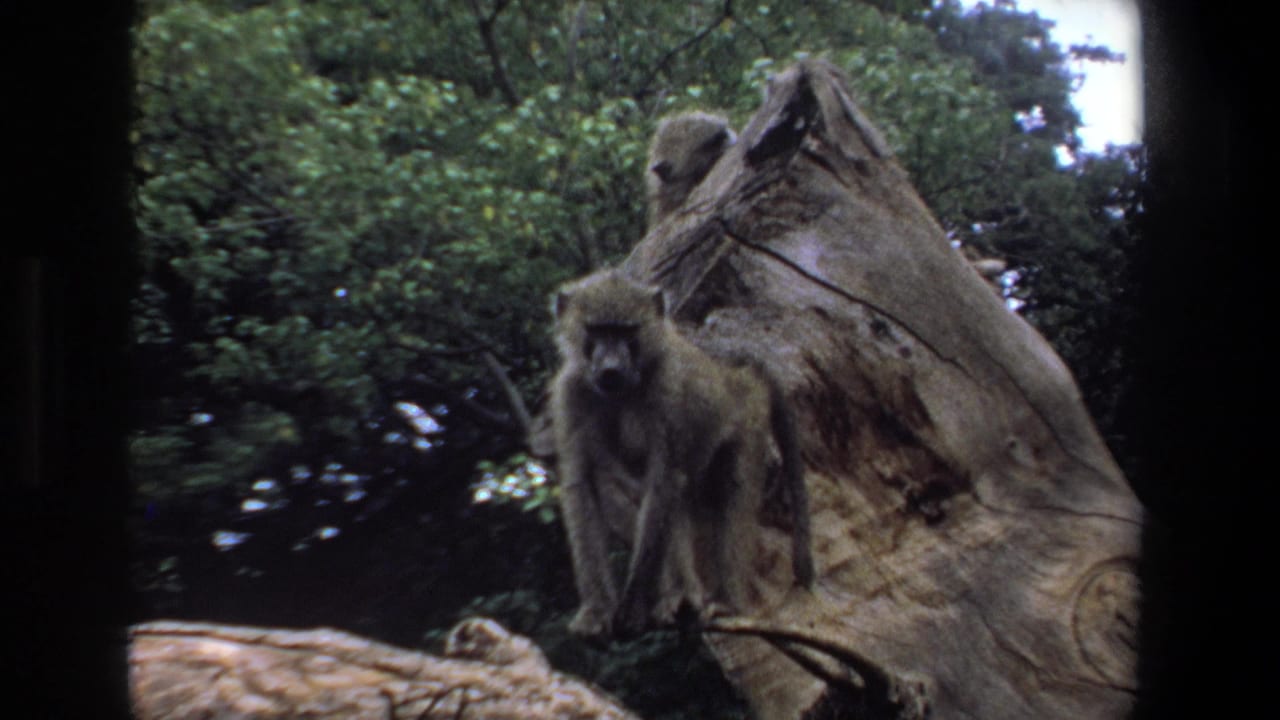 1969 Pretoria 8mm frame showing a baboon beside a large tree trunk, with another primate partly visible above and dense green foliage behind.