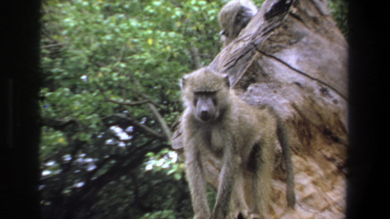 Baboon faces the camera while standing beside a pale tree trunk in green foliage.