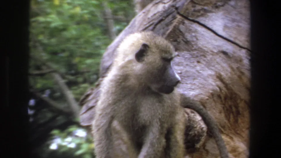 1969 Pretoria 8mm frame showing a close side view of a baboon against a large tree trunk, with blurred greenery in the background.