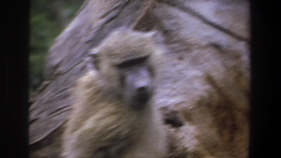 1969 Pretoria 8mm frame with motion blur as a baboon moves close to the camera beside a pale, textured tree trunk.