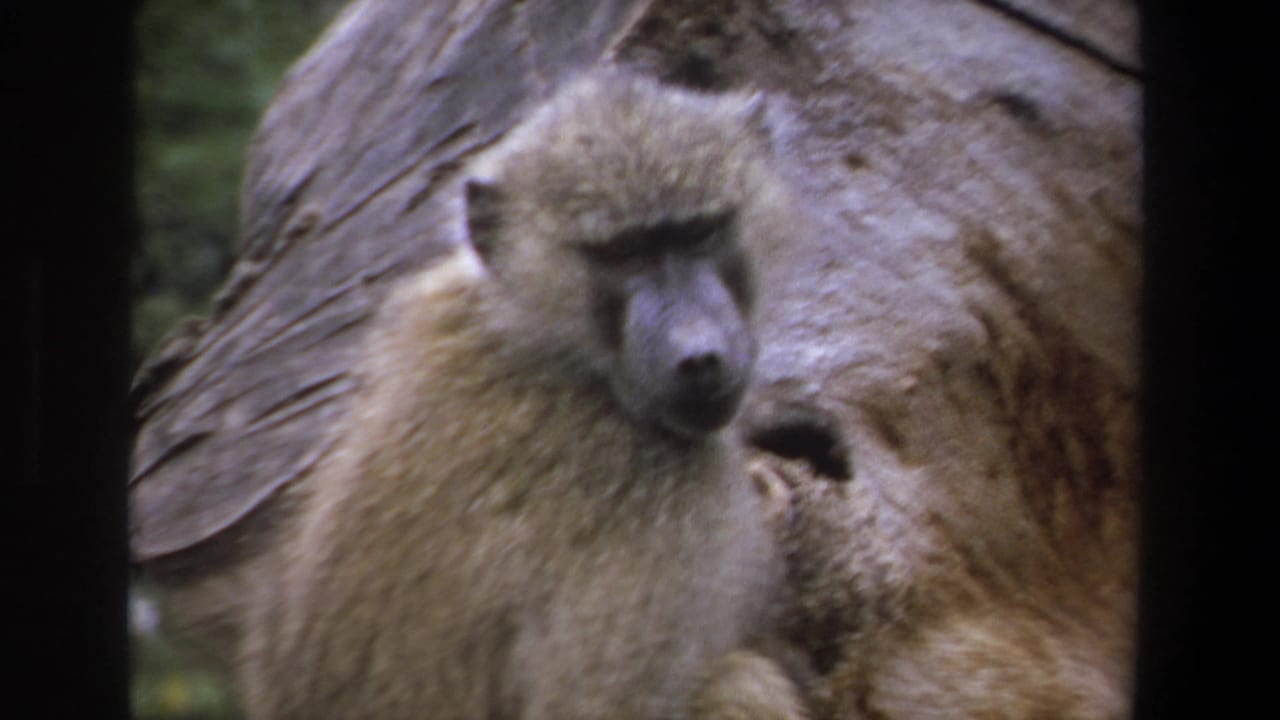1969 Pretoria 8mm frame showing a baboon with a dark muzzle resting against a textured rock.