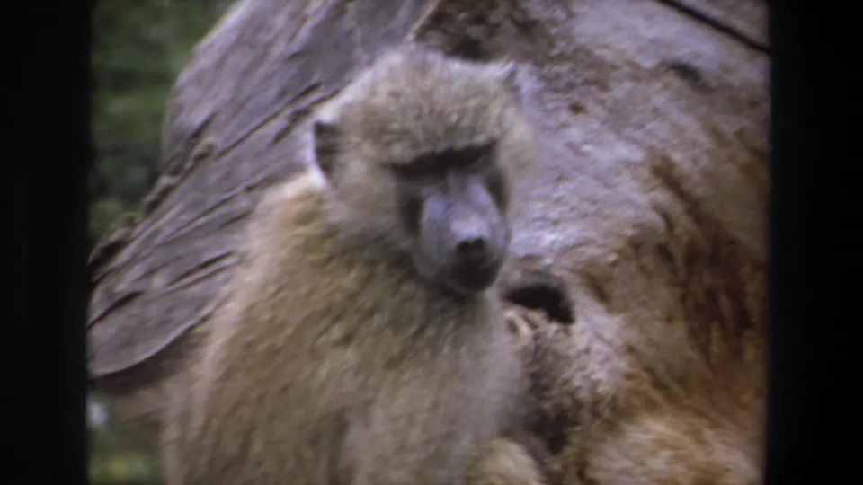 1969 Pretoria 8mm frame showing a baboon with a dark muzzle resting against a textured rock.