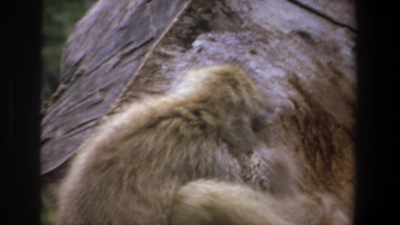 Baboon turned partly away while leaning near a rock face.