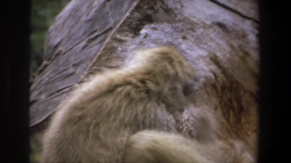 1969 Pretoria 8mm frame with the baboon angled away, its fur and shoulder visible against the rock.