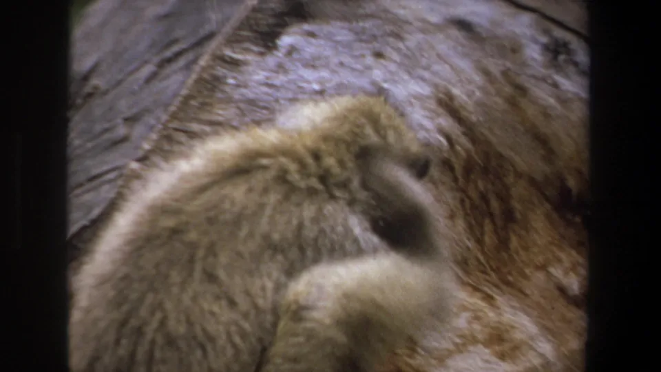 1969 Pretoria 8mm frame showing the baboon crouched or leaning low beside the same large rock.