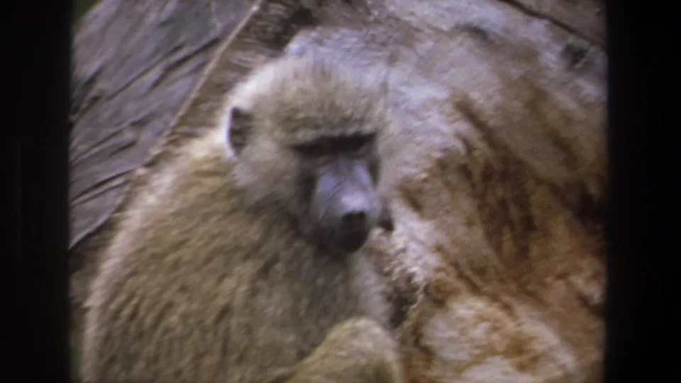 1969 Pretoria 8mm frame showing the baboon facing forward again, seated close to the rock face.