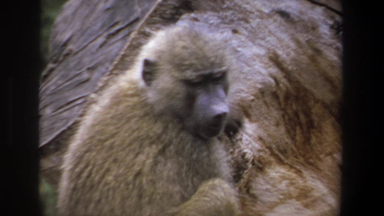 Light-furred baboon in Pretoria, South Africa, 1969, seated close to a rock surface in soft 8mm footage.