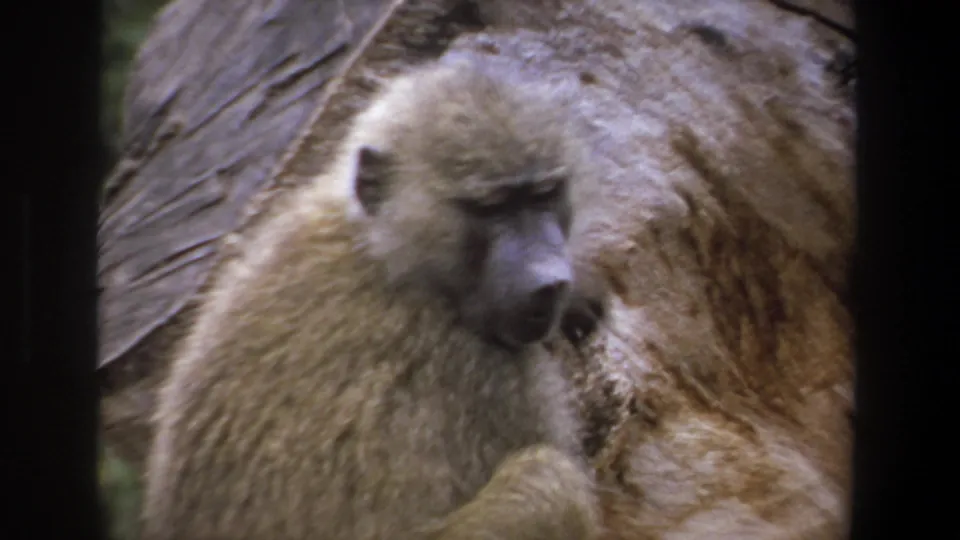 Light-furred baboon in Pretoria, South Africa, 1969, seated close to a rock surface in soft 8mm footage.