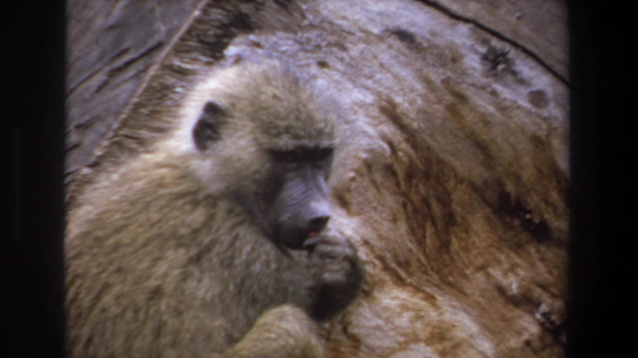 Baboon raises one hand to its mouth while seated by rock.