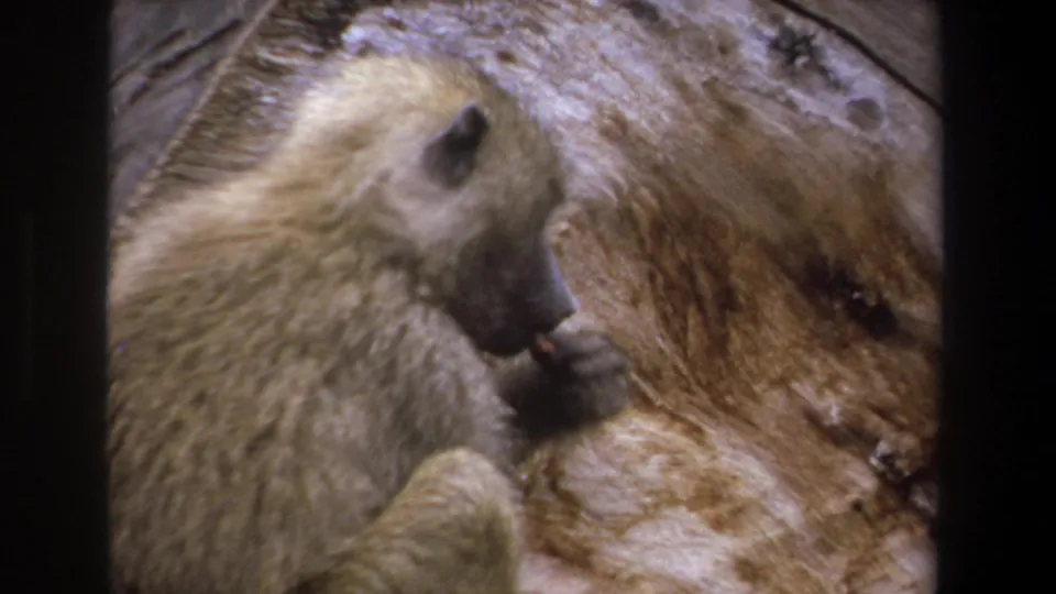 Close 8mm view of the baboon eating in Pretoria, South Africa, with fur and rock texture filling most of the frame.