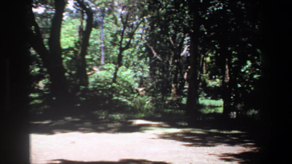 1969 Pretoria-area forest view showing a shaded dirt clearing or path with dense foliage and no people visible.