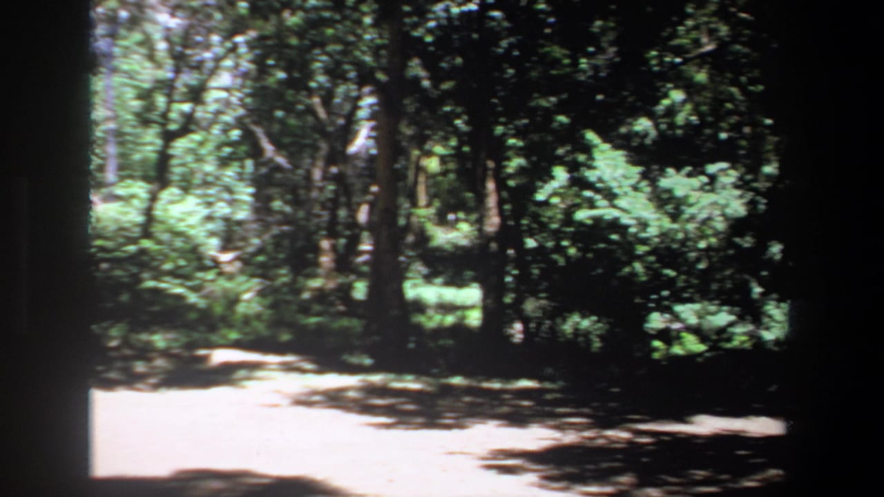 1969 Pretoria home-movie frame showing a wooded clearing with bright sun patches and dense green trees.