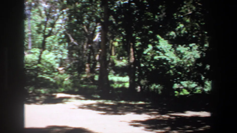 1969 Pretoria home-movie frame showing a wooded clearing with bright sun patches and dense green trees.