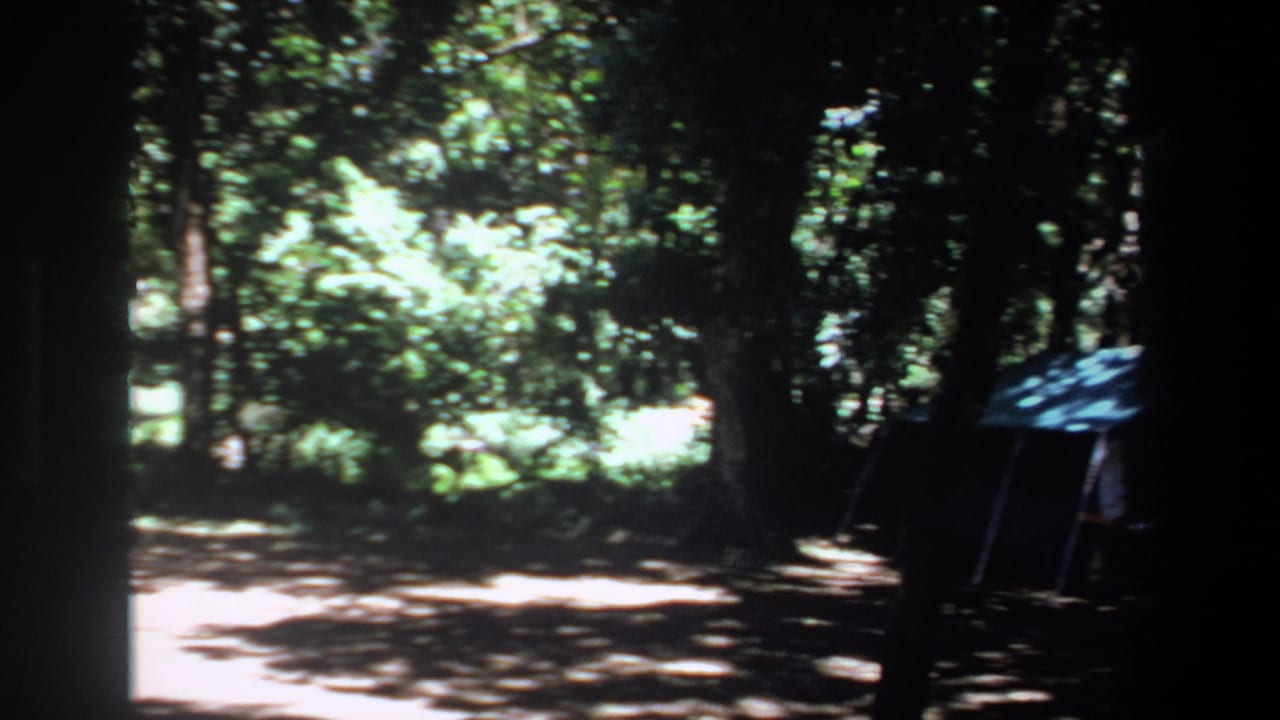 Wooded clearing with a blue tent partly visible at the right edge.