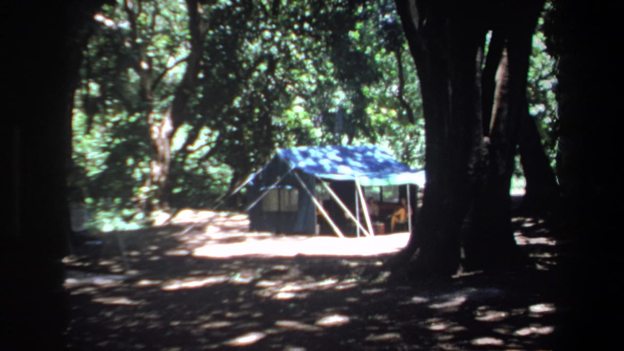 Blue canvas tent among trees, with bright sunlit ground in front.