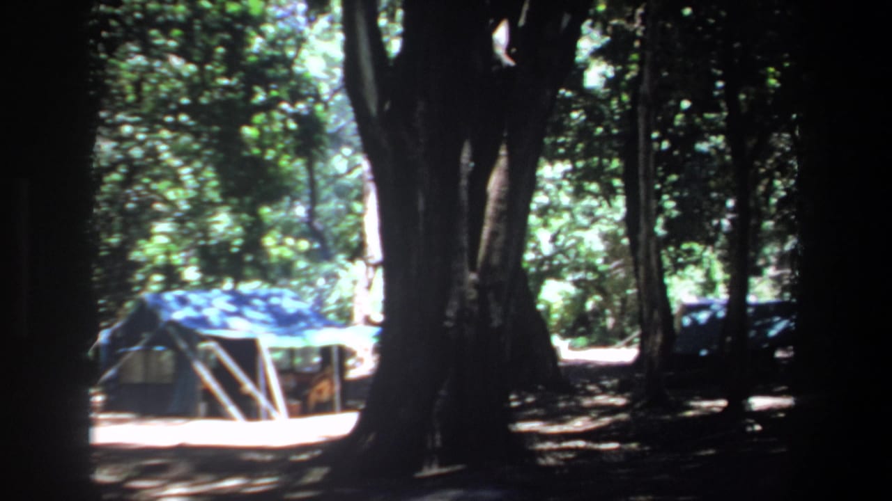Blue tent partly framed by dark tree trunks in woodland shade.
