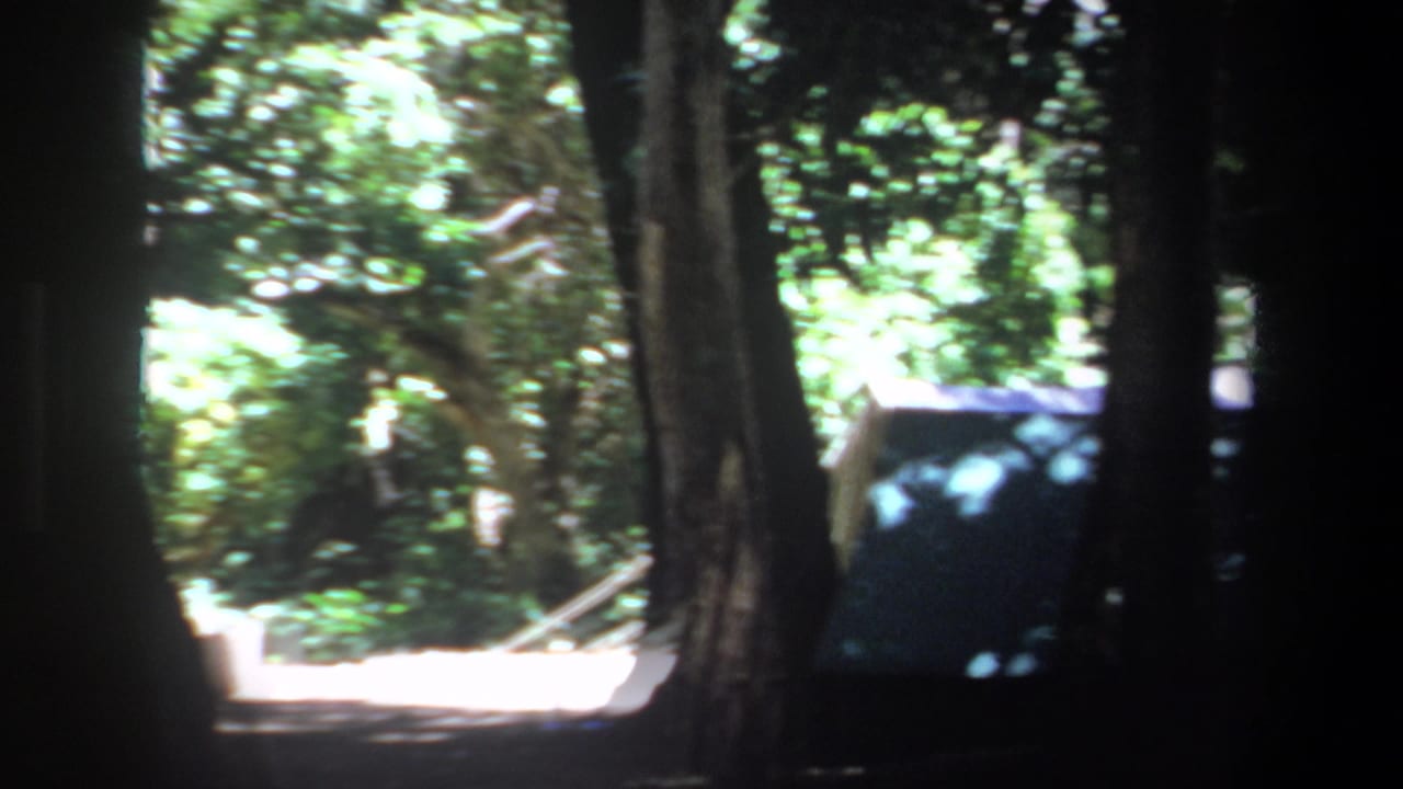 Pretoria 1969 home-movie frame showing a shaded wooded area viewed through tree trunks, with sunlit greenery in the background.