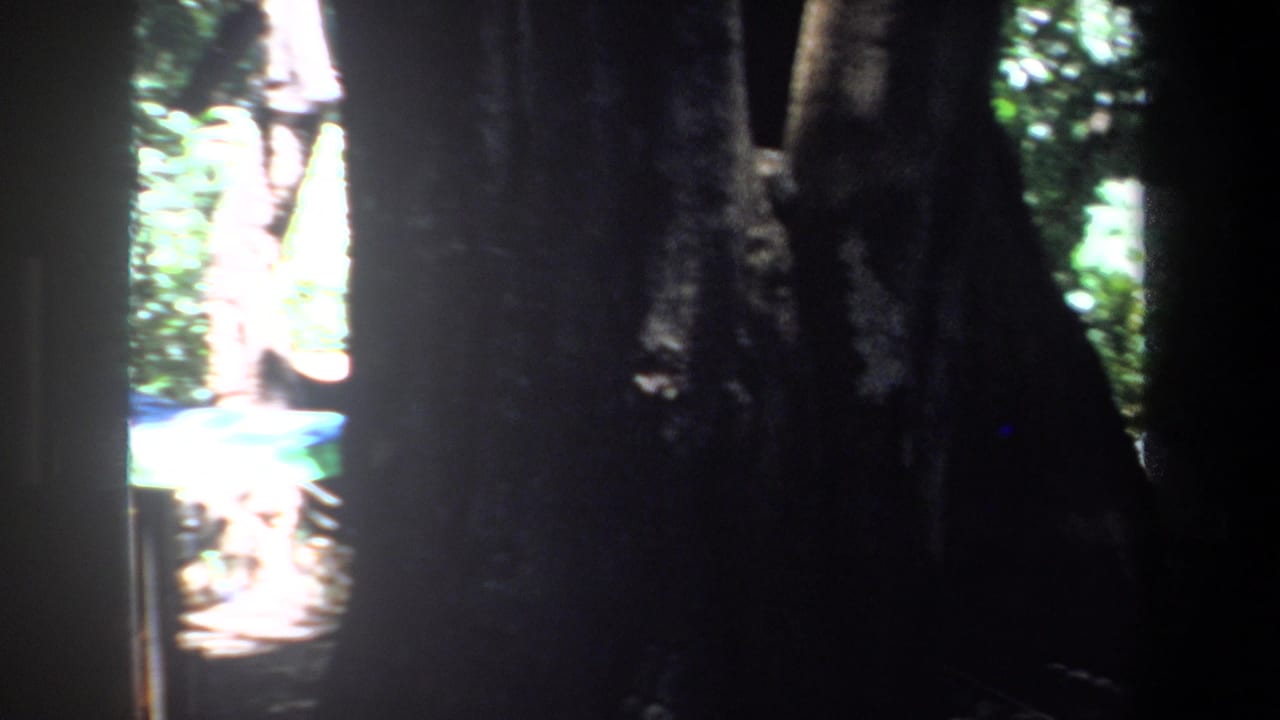 Dark tree trunks frame a partial view of a blue canopy in the woods.