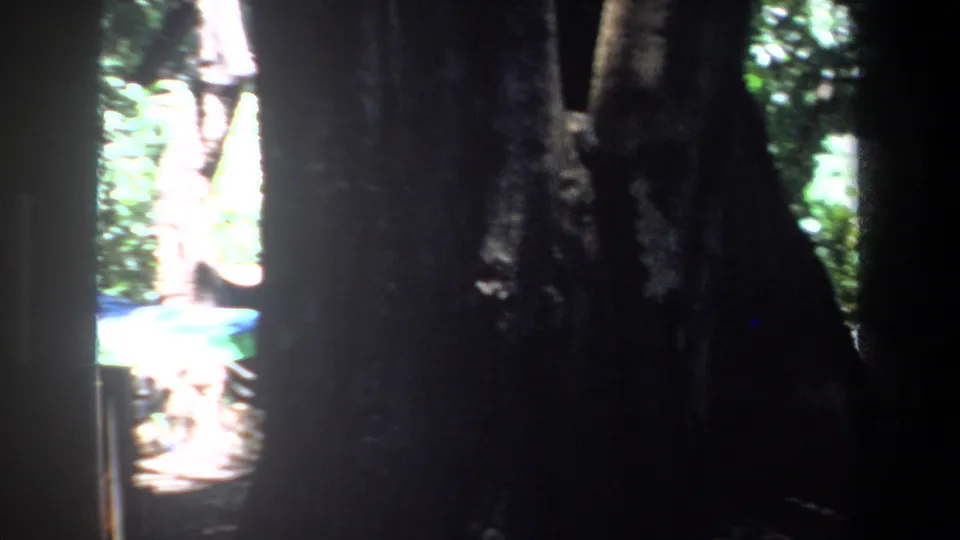Pretoria 1969 footage appears to show a blue canopy partly obscured by tree trunks in a shaded wooded setting.