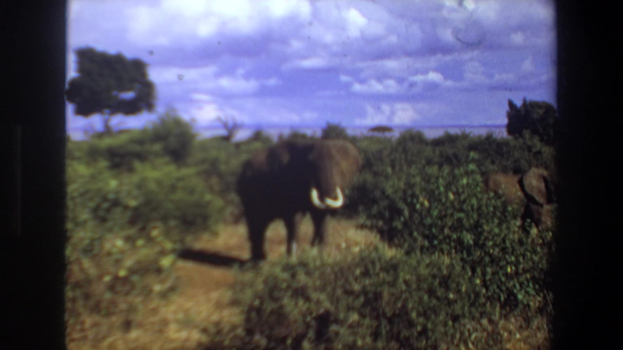 1969 South Africa home-movie frame of an elephant in scrubby savanna, with scattered trees, clouded sky, and a distant water body.