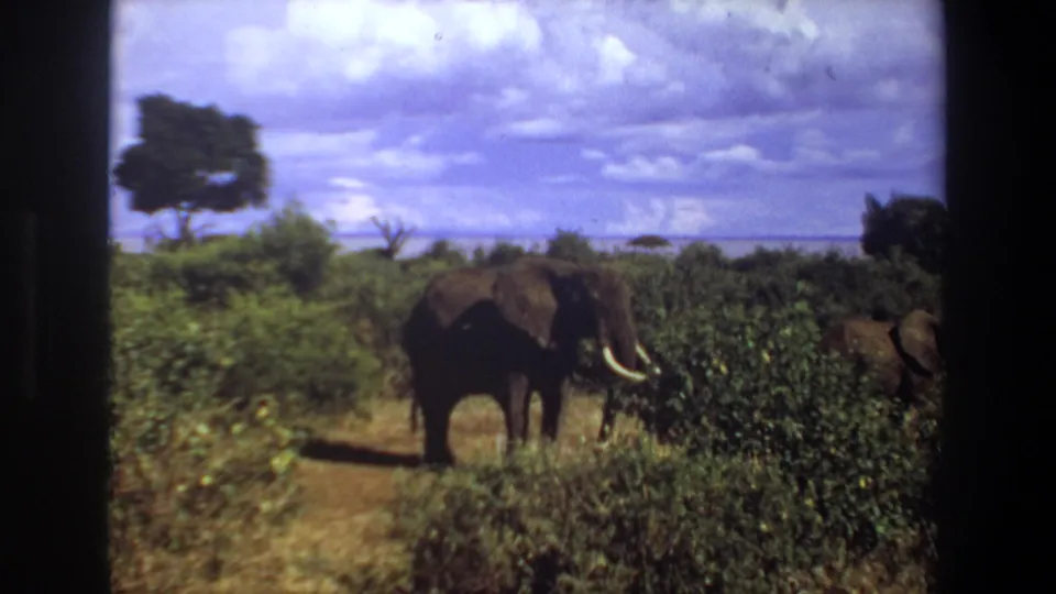 1969 South Africa home-movie frame showing a large elephant partly obscured by brush, with open scrubland and cloud-filled sky beyond.