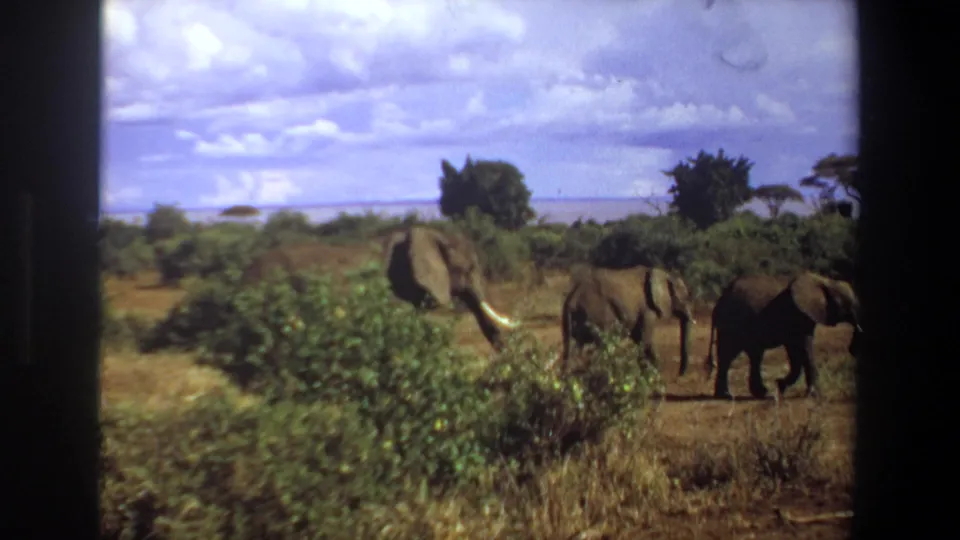 1969 South Africa home-movie frame of elephants moving through scrubby terrain, with trees, cloudy sky, and distant water visible behind them.