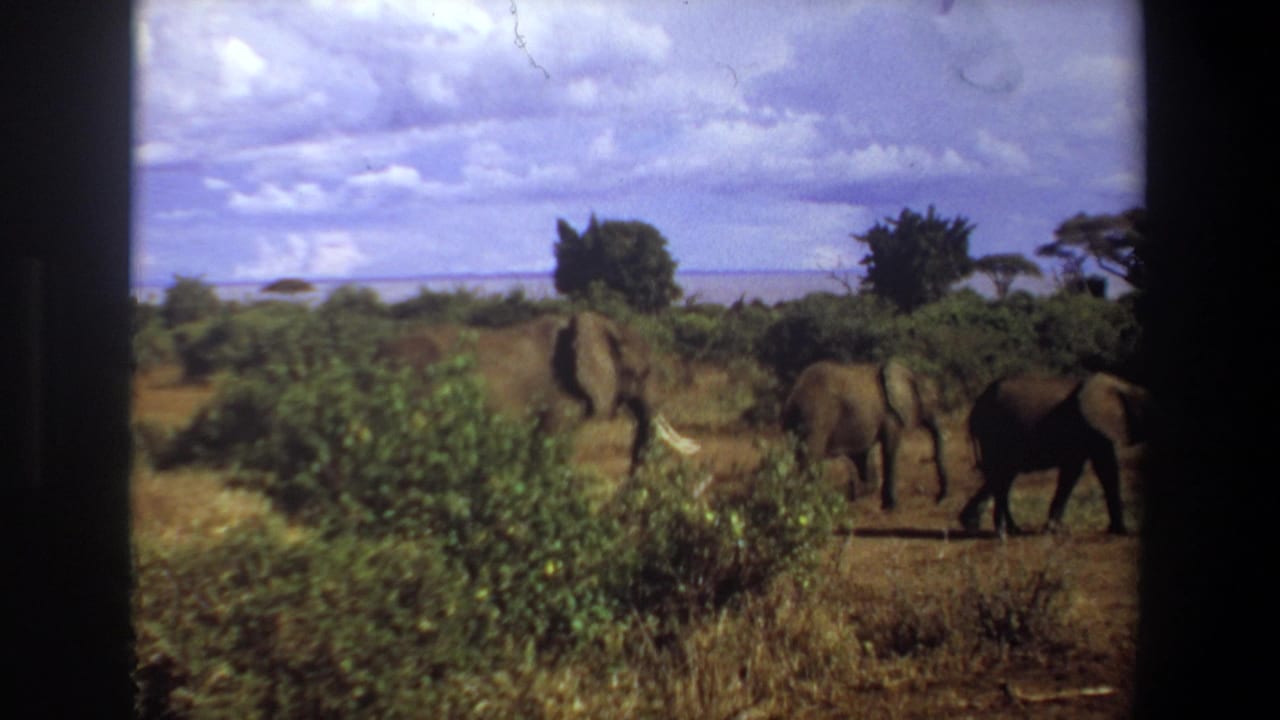 1969 8mm footage near Pretoria shows elephants crossing dry grassland with green shrubs, trees, and a bright cloudy sky.