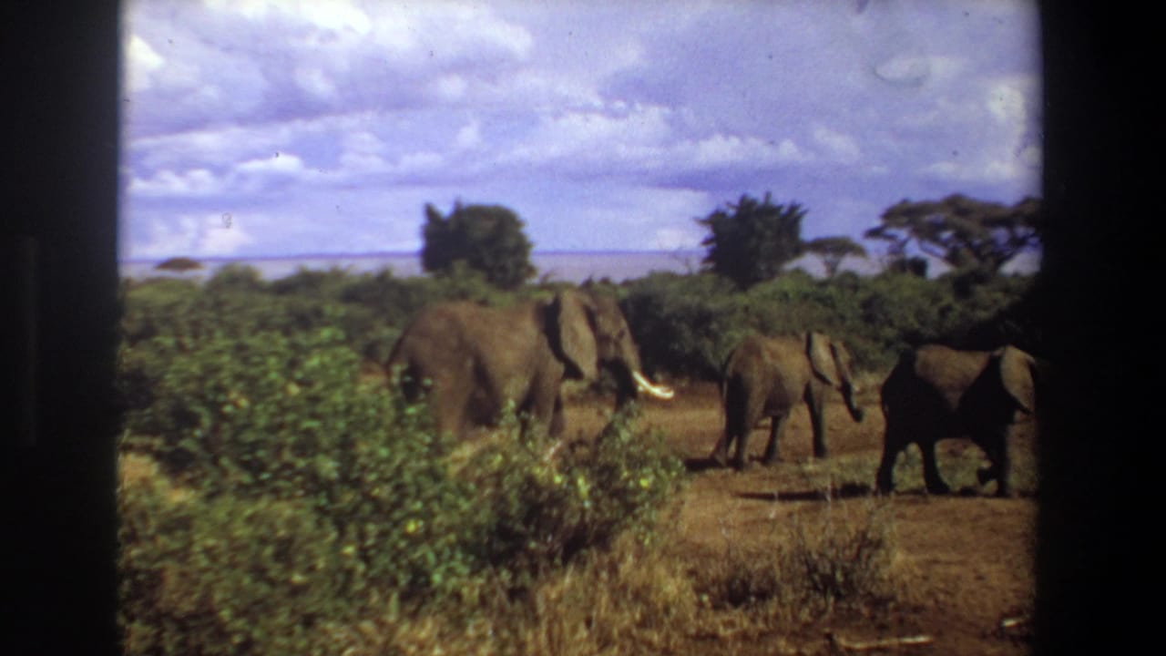 Elephant herd crossing bushland from left to right under a blue sky.
