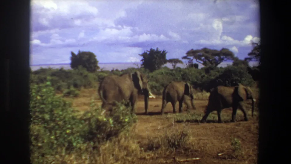 Several elephants pass through dry South African grassland, with green brush and acacia-like trees visible behind them in soft 8mm color.