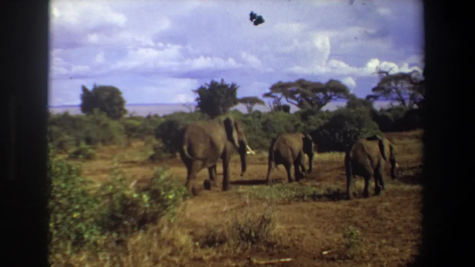 The final frame shows the elephant group spread across the savanna near Pretoria, with brush, trees, and a bright clouded sky.