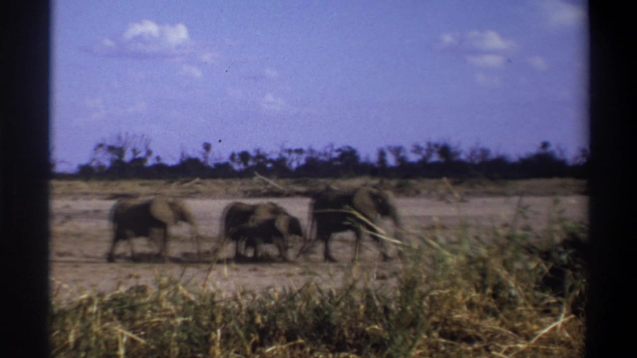 Three elephants walk across dry open ground beyond foreground grass.