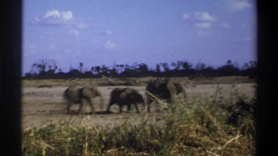 1969 South Africa 8mm frame showing elephants crossing left to right on a dusty plain, partly softened by grain and foreground vegetation.