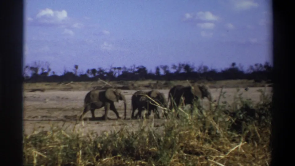Final 1969 South Africa frame showing elephants moving beside scrub and tall grass, with a bright sky and distant low tree line.