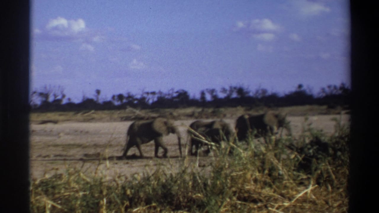 1969 8mm footage from South Africa shows three elephants moving across dry open ground with tall grass in the foreground.
