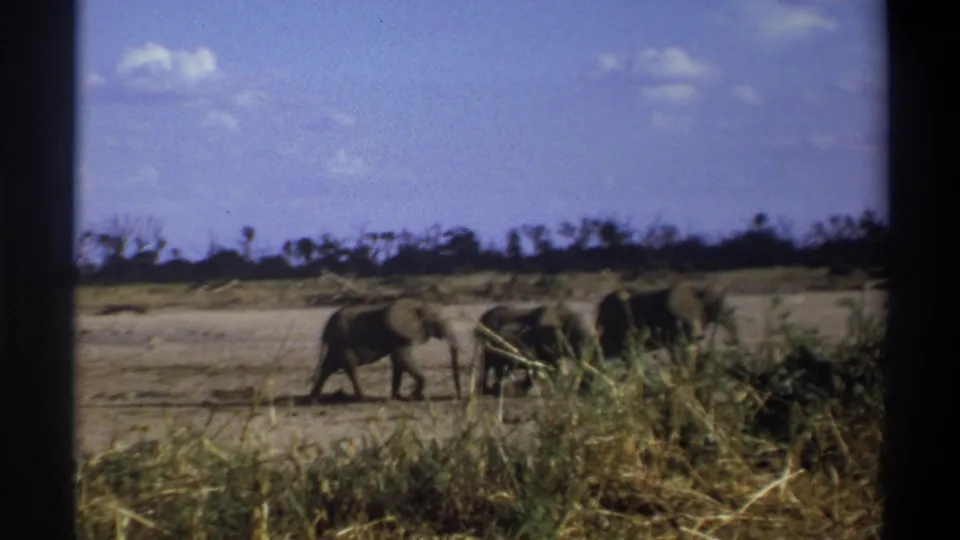 1969 8mm footage from South Africa shows three elephants moving across dry open ground with tall grass in the foreground.